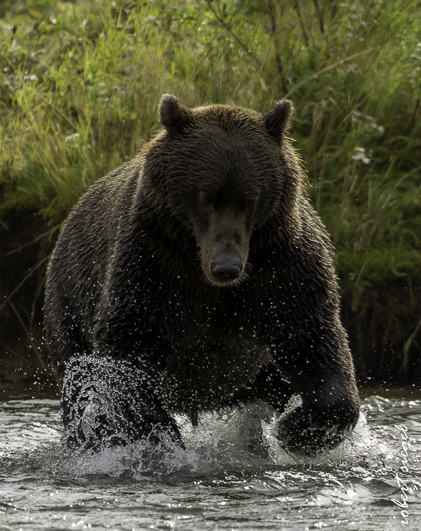 alaska